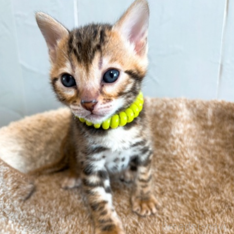 販売中の北海道のベンガル-134534の1枚目