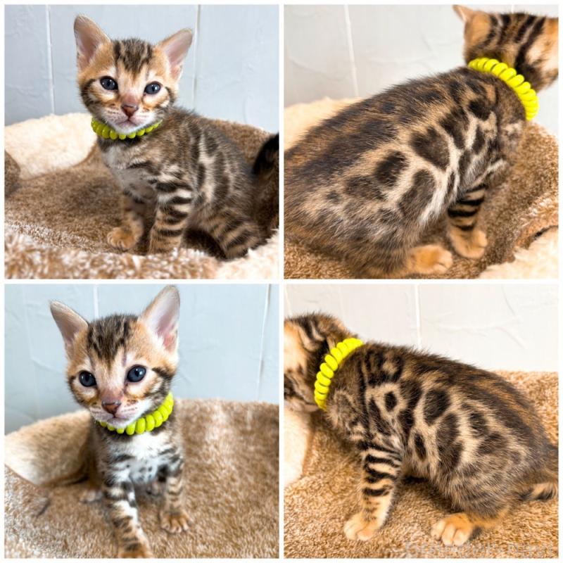 販売中の北海道のベンガル-134534の2枚目