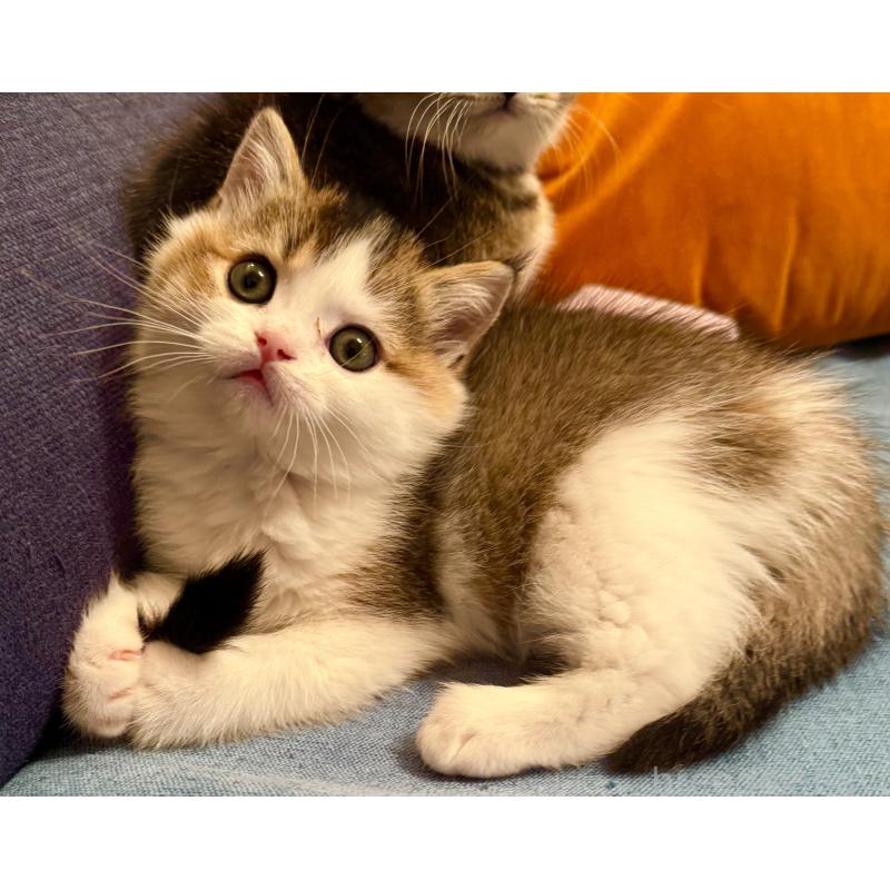 成約済の福岡県のスコティッシュフォールド-133204の26枚目