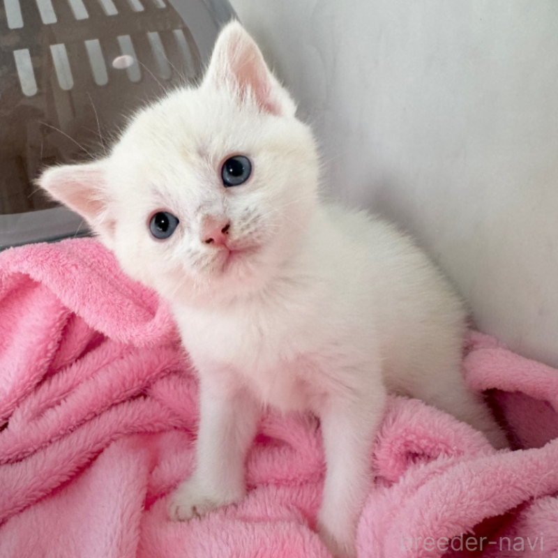 販売中の埼玉県のマンチカン-134535