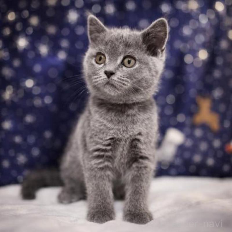 販売中ののブリティッシュショートヘア-134538