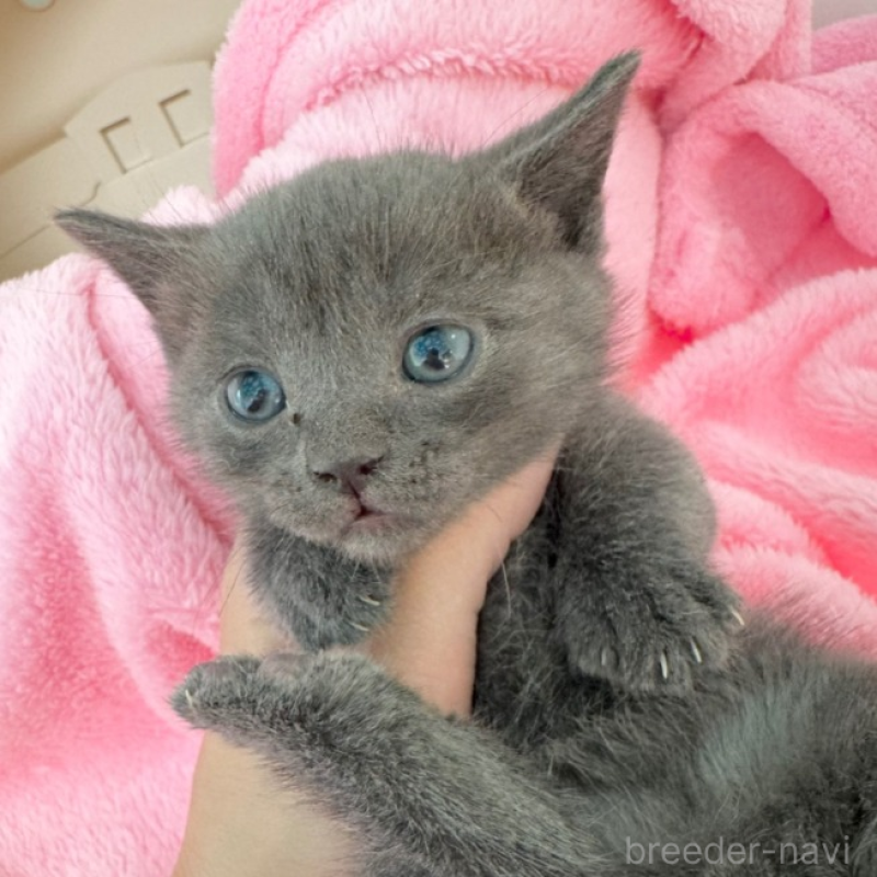 販売中の埼玉県のマンチカン(短足)-134536の1枚目