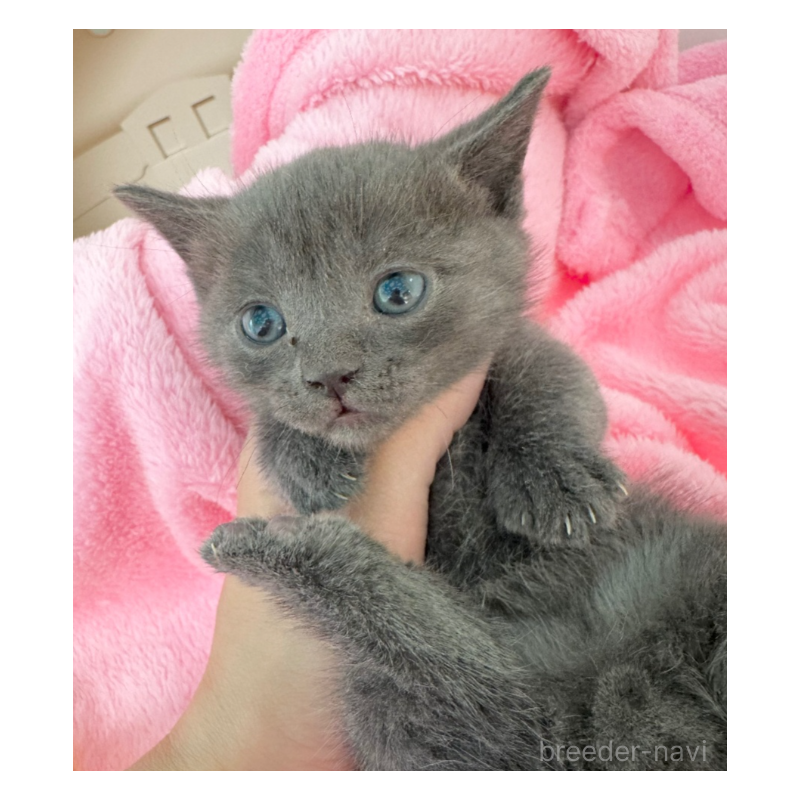 販売中の埼玉県のマンチカン(短足)-134536の2枚目