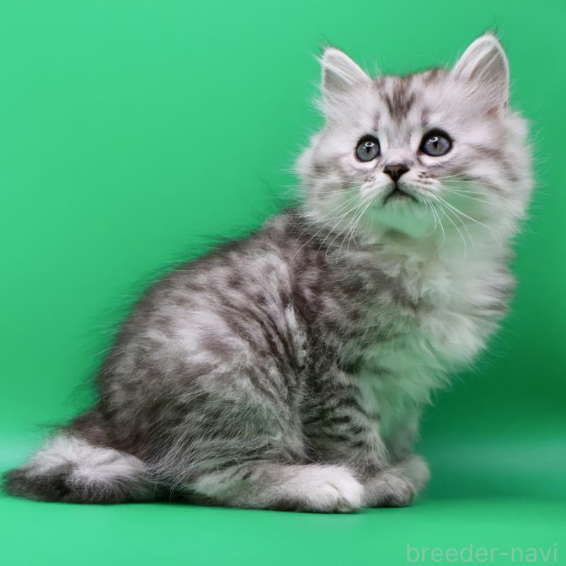 販売中の埼玉県のサイベリアン-134540の3枚目