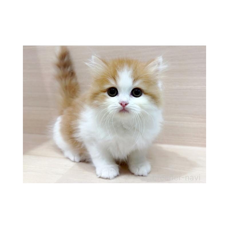 販売中の東京都のサイベリアン-134541