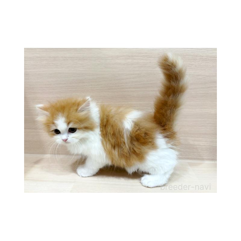 販売中の東京都のサイベリアン-134541の5枚目