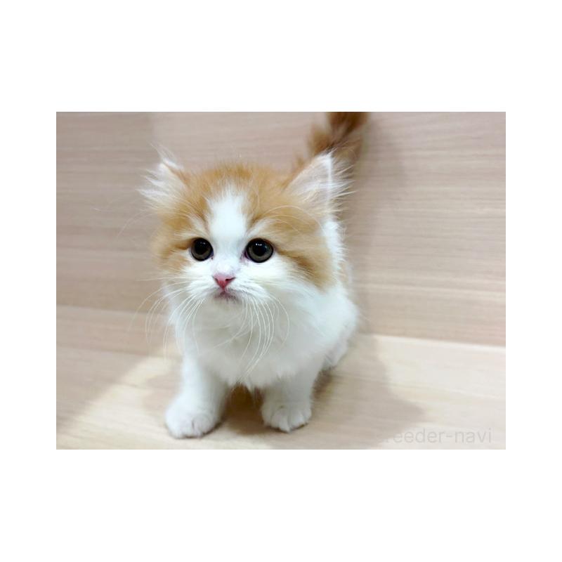 販売中の東京都のサイベリアン-134541の4枚目