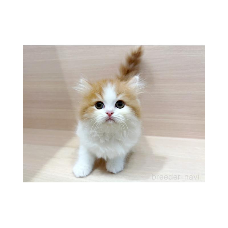 販売中の東京都のサイベリアン-134541の3枚目