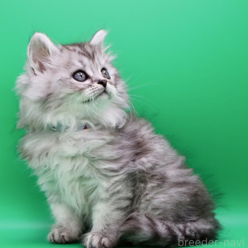 販売中の埼玉県のサイベリアン-134542の2枚目