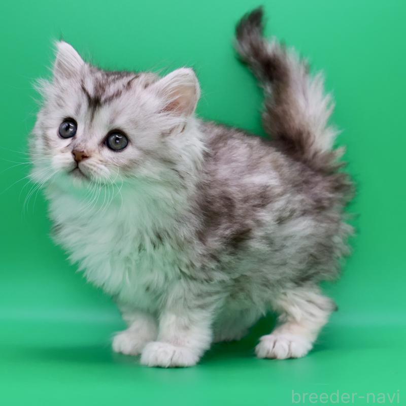 販売中の埼玉県のサイベリアン-134543の2枚目