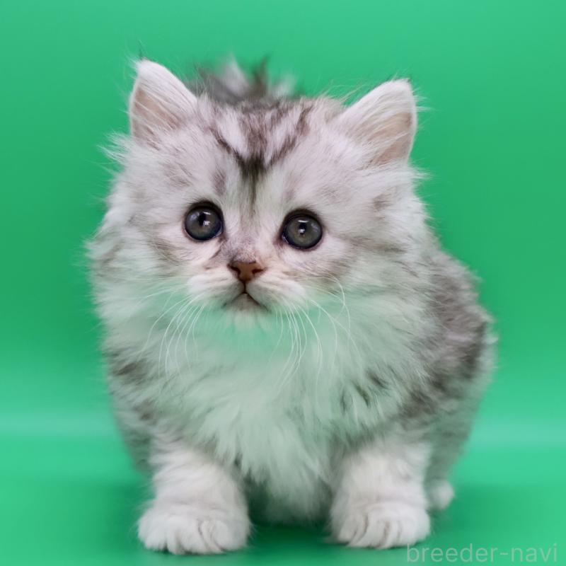 販売中の埼玉県のサイベリアン-134543