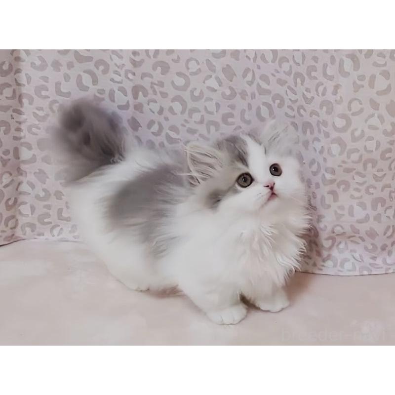 販売中の愛媛県のミヌエット(短足)-134544の5枚目