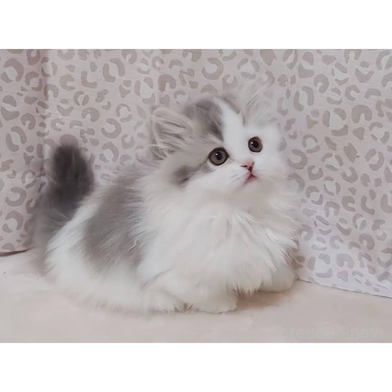 販売中の愛媛県のミヌエット(短足)-134544の6枚目