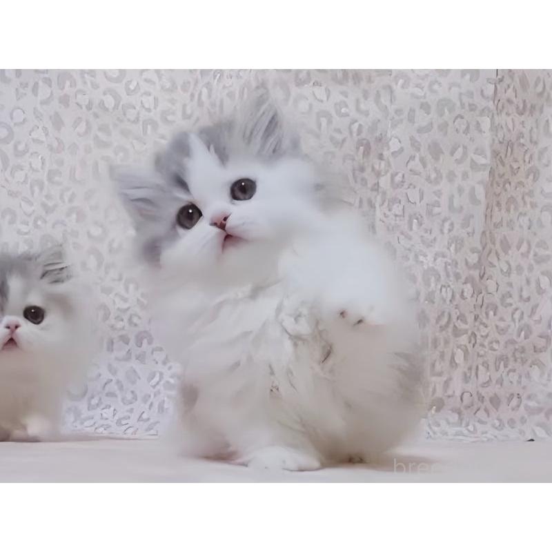 販売中の愛媛県のミヌエット(短足)-134544の4枚目