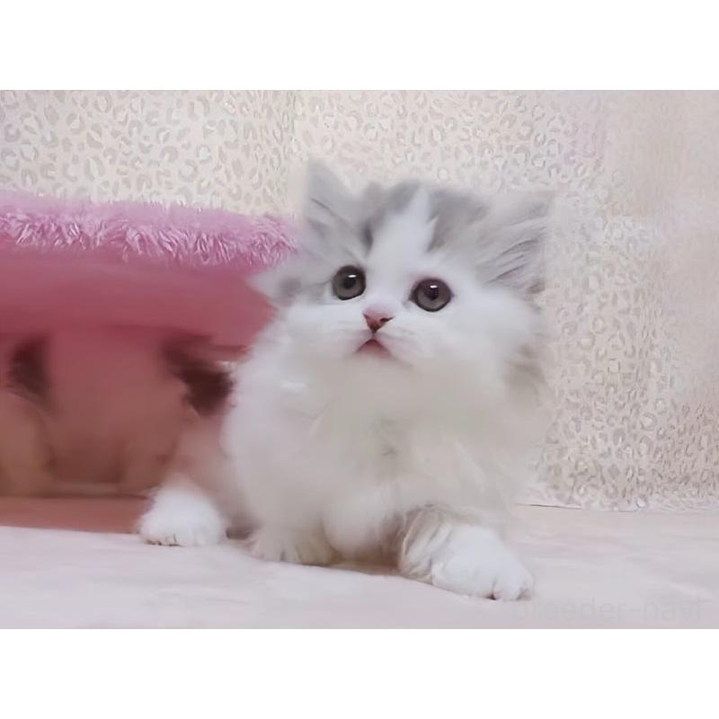 販売中の愛媛県のミヌエット(短足)-134544の2枚目