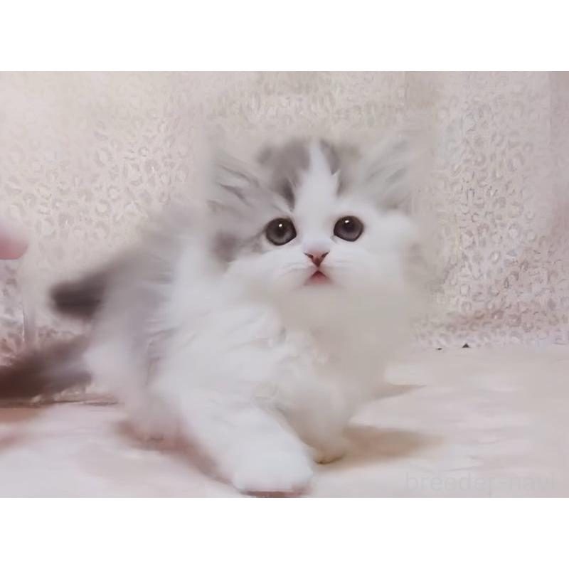 販売中の愛媛県のミヌエット(短足)-134544の3枚目