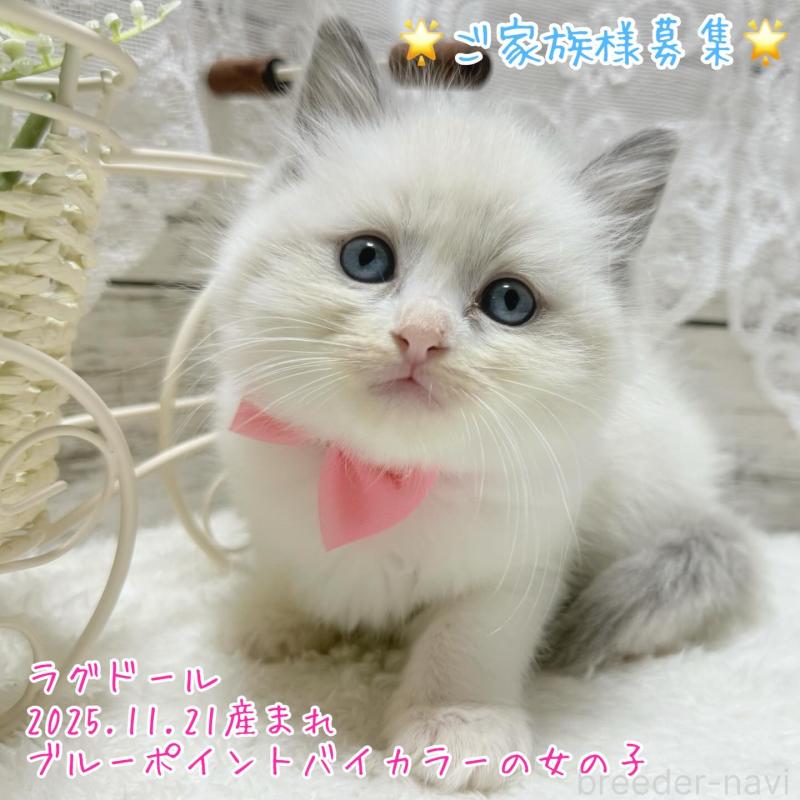 販売中の茨城県のラグドール-134545