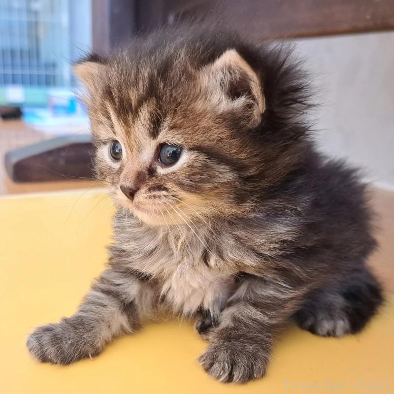 販売中の愛知県のサイベリアン-134546の4枚目