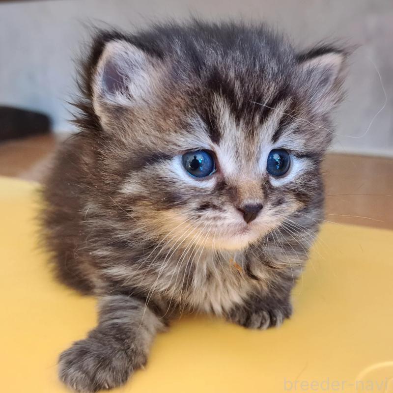 販売中の愛知県のサイベリアン-134546の3枚目