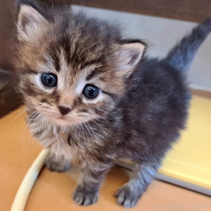 販売中の愛知県のサイベリアン-134546の2枚目