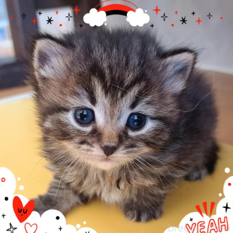 販売中の愛知県のサイベリアン-134546