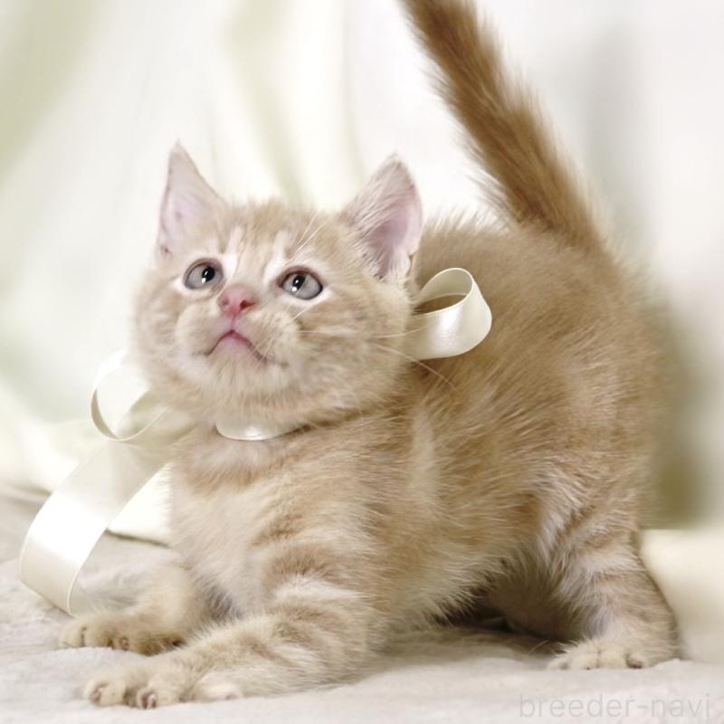 販売中の栃木県のマンチカン-131995の10枚目