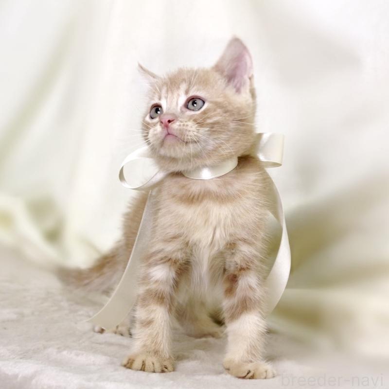 販売中の栃木県のマンチカン-131995の9枚目