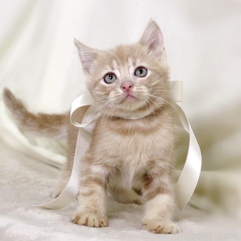 販売中の栃木県のマンチカン-131995の8枚目