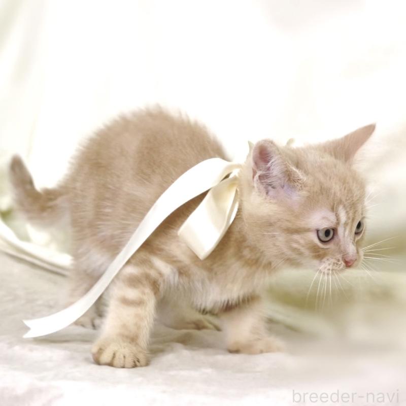 販売中の栃木県のマンチカン-131995の7枚目