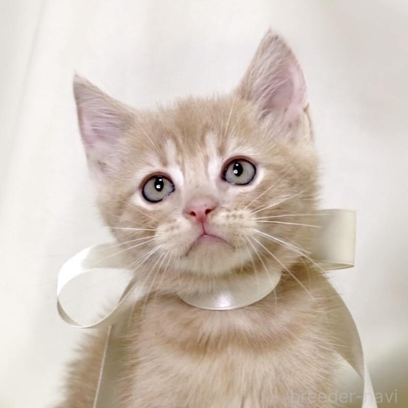 販売中の栃木県のマンチカン-131995の6枚目