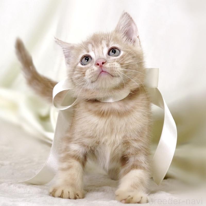 販売中の栃木県のマンチカン-131995の5枚目