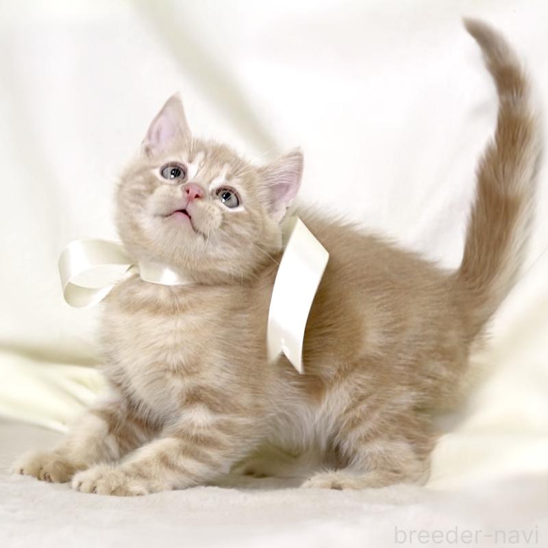 販売中の栃木県のマンチカン-131995の4枚目