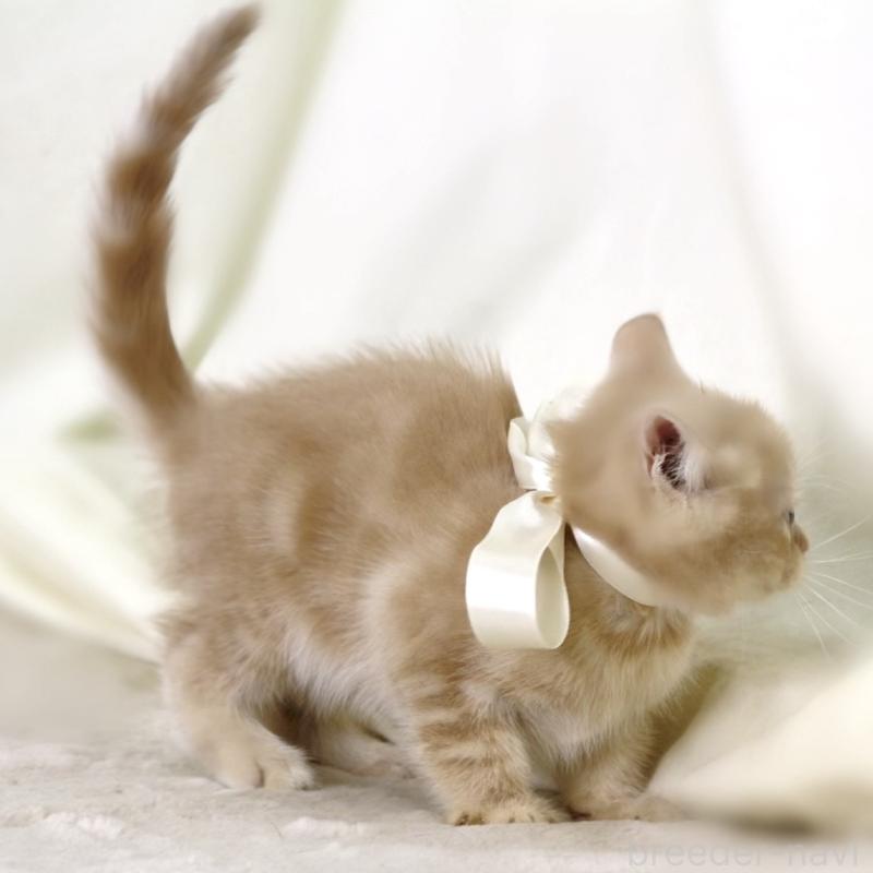 販売中の栃木県のマンチカン-131995の3枚目