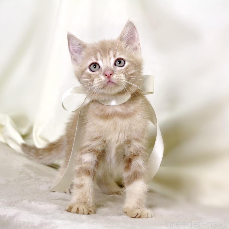 販売中の栃木県のマンチカン-131995の2枚目