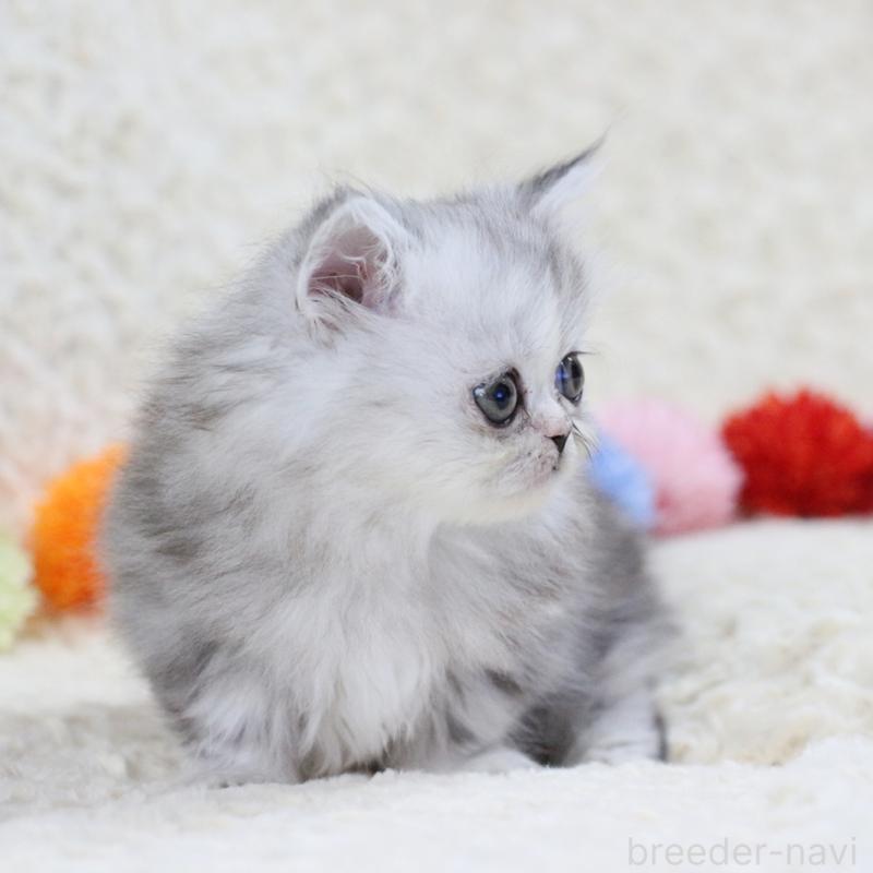 販売中の愛知県のミヌエット(短足)-134547の4枚目