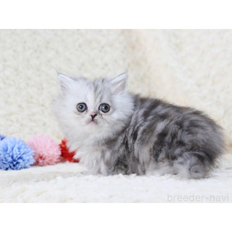 販売中の愛知県のミヌエット(短足)-134547の3枚目