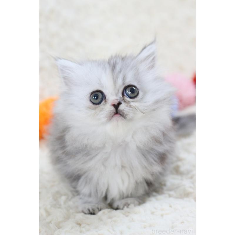 販売中の愛知県のミヌエット(短足)-134547の2枚目