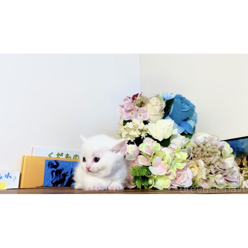 販売中の北海道のマンチカン-134548の6枚目