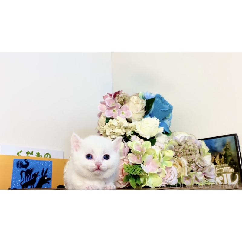 販売中の北海道のマンチカン-134548の5枚目