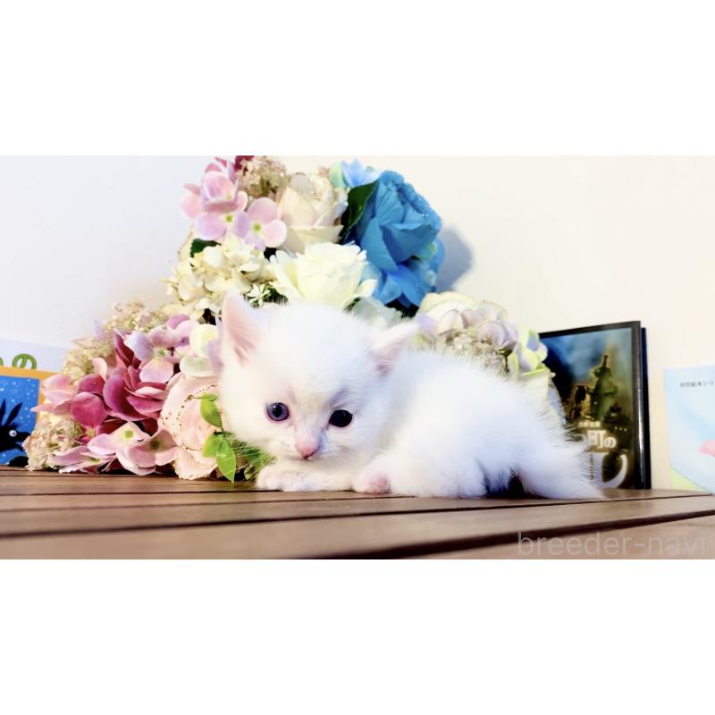 販売中の北海道のマンチカン-134548の4枚目