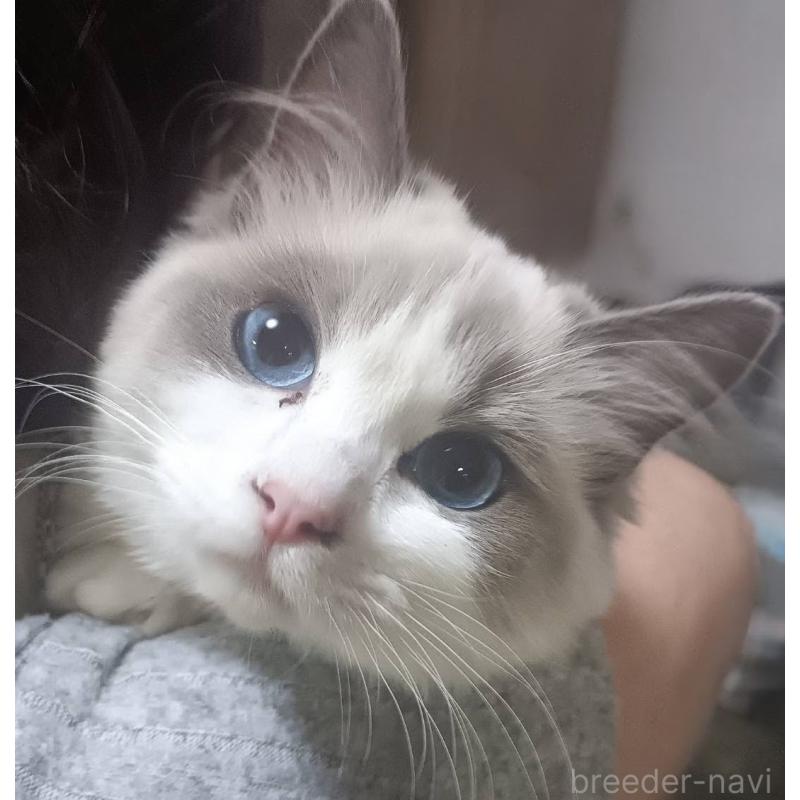 販売中の兵庫県のラグドール-90378の3枚目