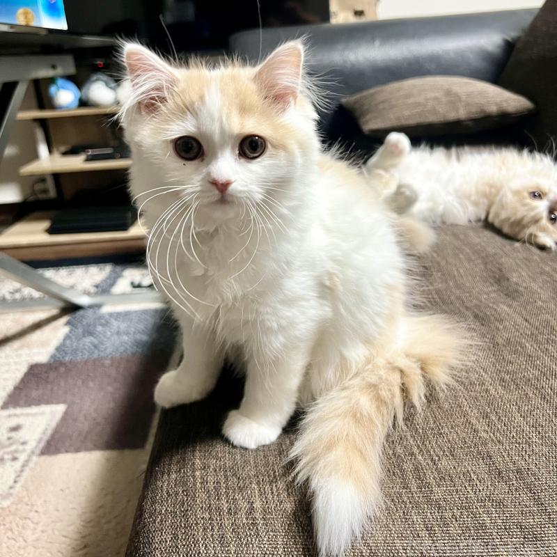 販売中の三重県のスコティッシュフォールド-129919の17枚目