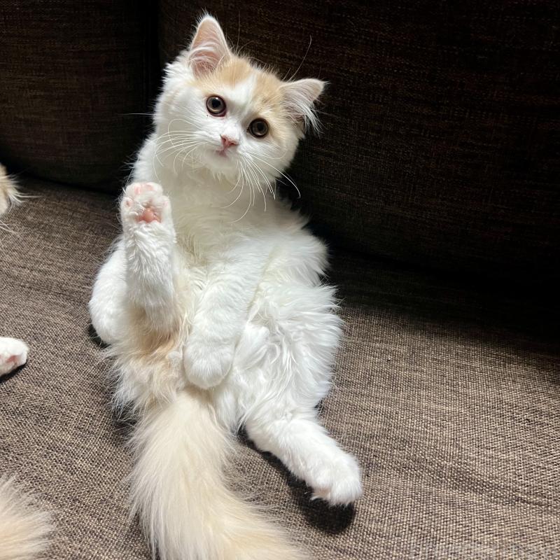 販売中の三重県のスコティッシュフォールド-129919の13枚目