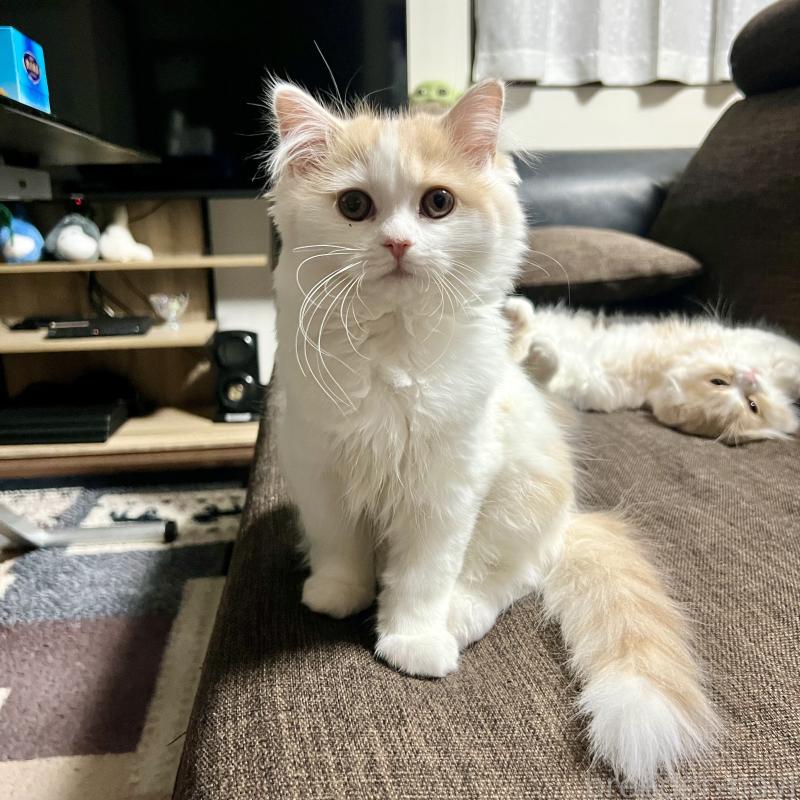 販売中の三重県のスコティッシュフォールド-129919の12枚目