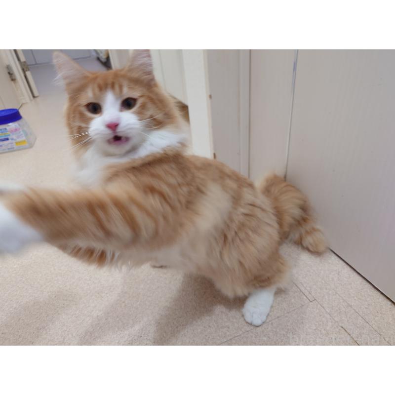 成約済の埼玉県のノルウェージャンフォレストキャット-122996の8枚目