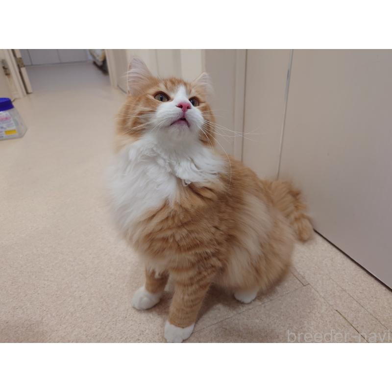 成約済の埼玉県のノルウェージャンフォレストキャット-122996の7枚目