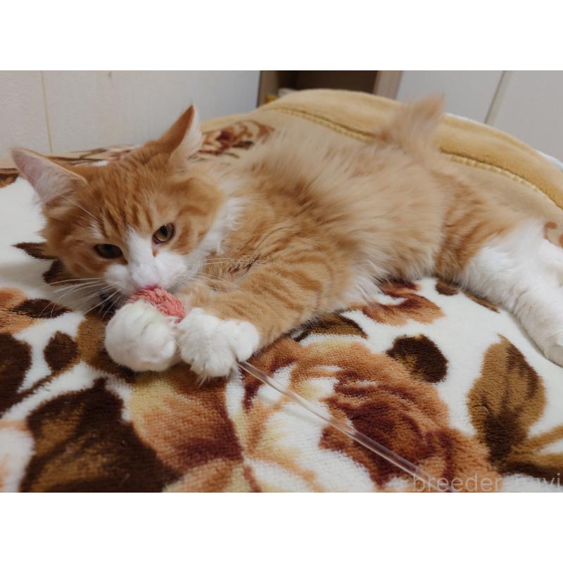 成約済の埼玉県のノルウェージャンフォレストキャット-122996の6枚目