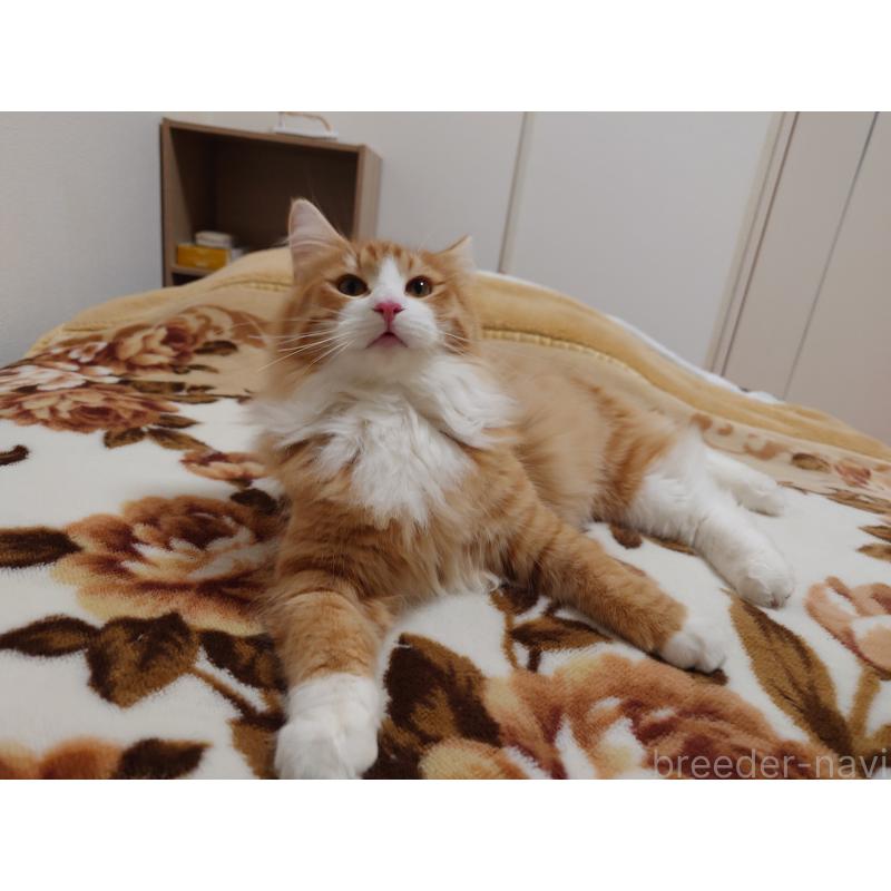 成約済の埼玉県のノルウェージャンフォレストキャット-122996の5枚目