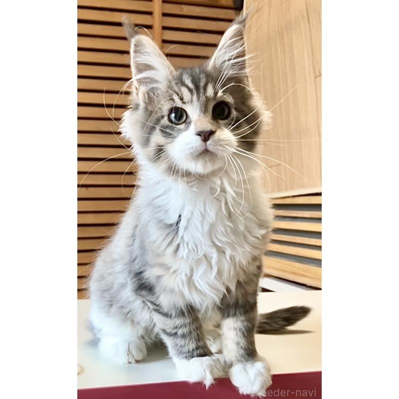 販売中の和歌山県のメインクーン-134477の18枚目