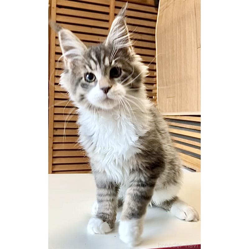 販売中の和歌山県のメインクーン-134477の17枚目